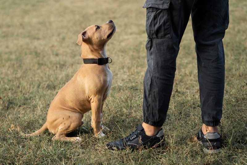 Barking Up the Right Tree Secrets of a Successful Dog Trainer